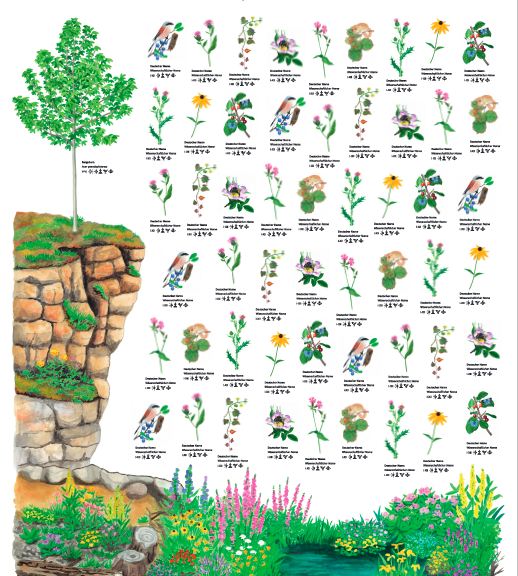 Poster „Klimafeste heimische Wildpflanzen“
