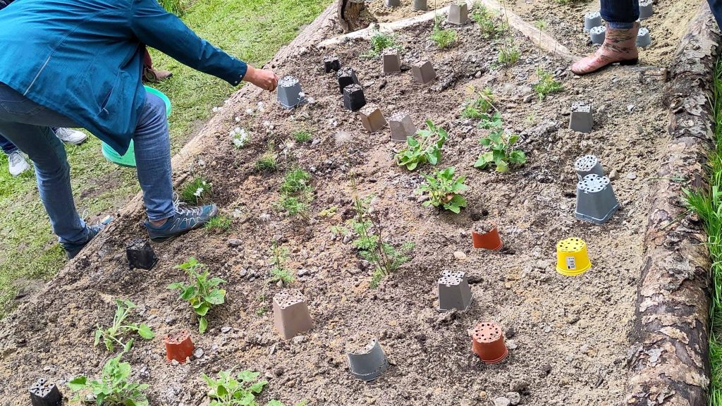 Projekt „Wildstaudenbeet Einschlingen“