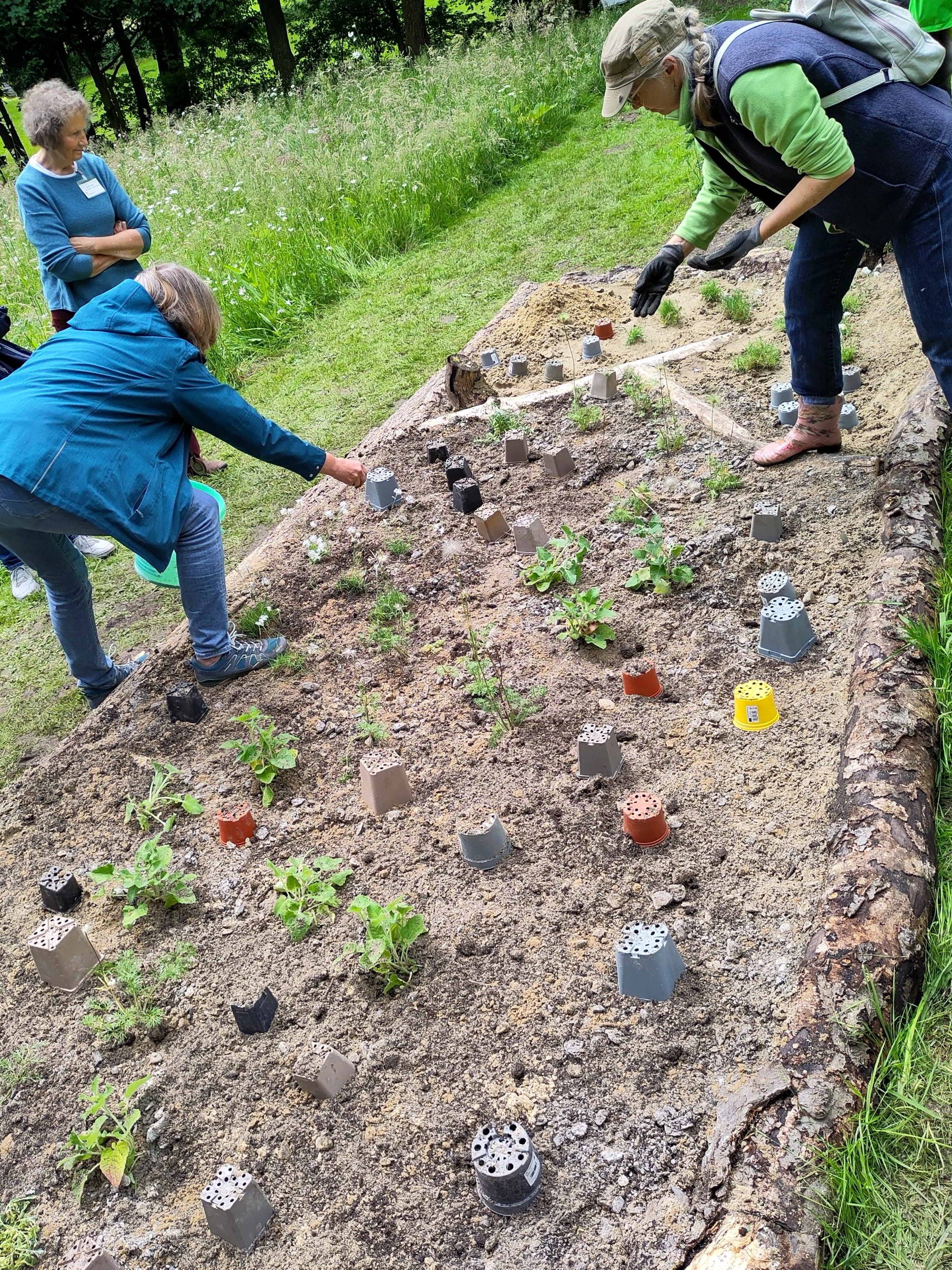 Projekt „Wildstaudenbeet Einschlingen“