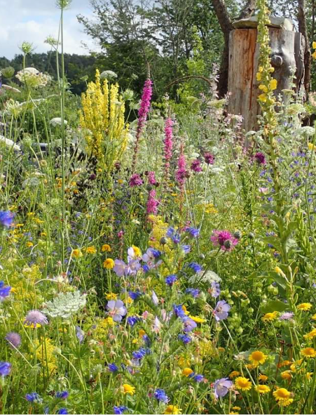 Vortrag „Aus Grau wird grün – naturnah gestaltete Vorgärten“