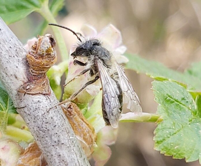 Wildbienen fördern – wie man es richtig macht