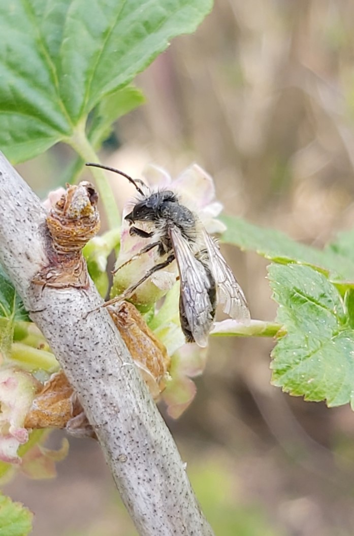 Wildbienen fördern – wie man es richtig macht