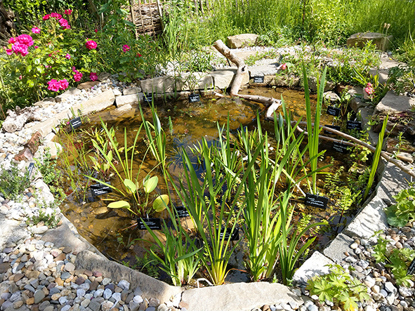 <strong>Naturkleingarten: Lebensraum Gartenteich</strong>