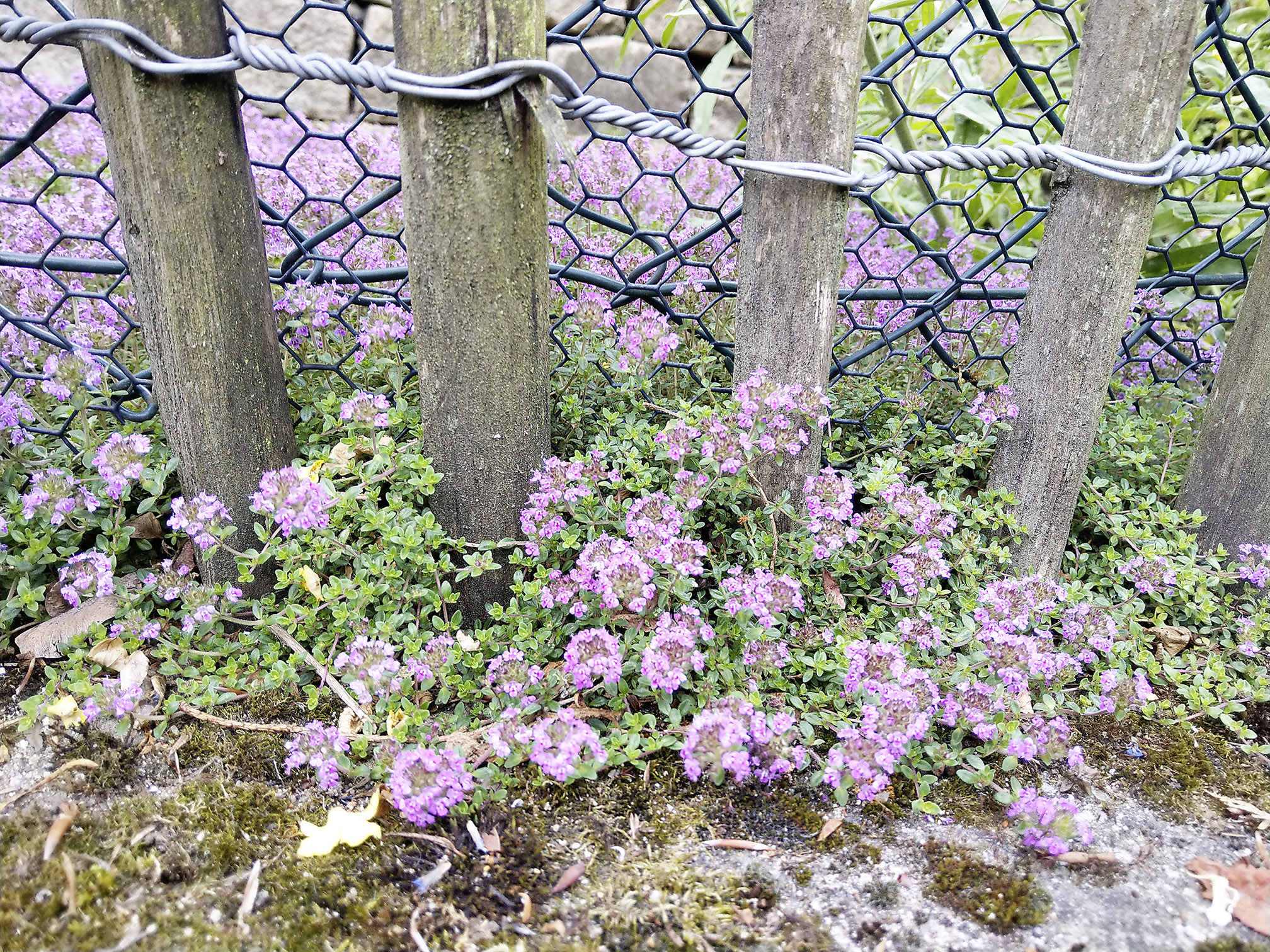 Naturkleingarten: Begrünung weiterer Flächen