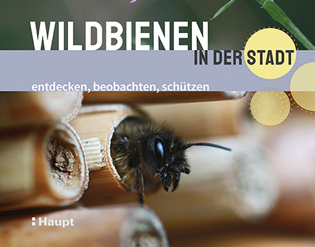 Wildbienen in der Stadt – entdecken, beobachten, schützen 3-