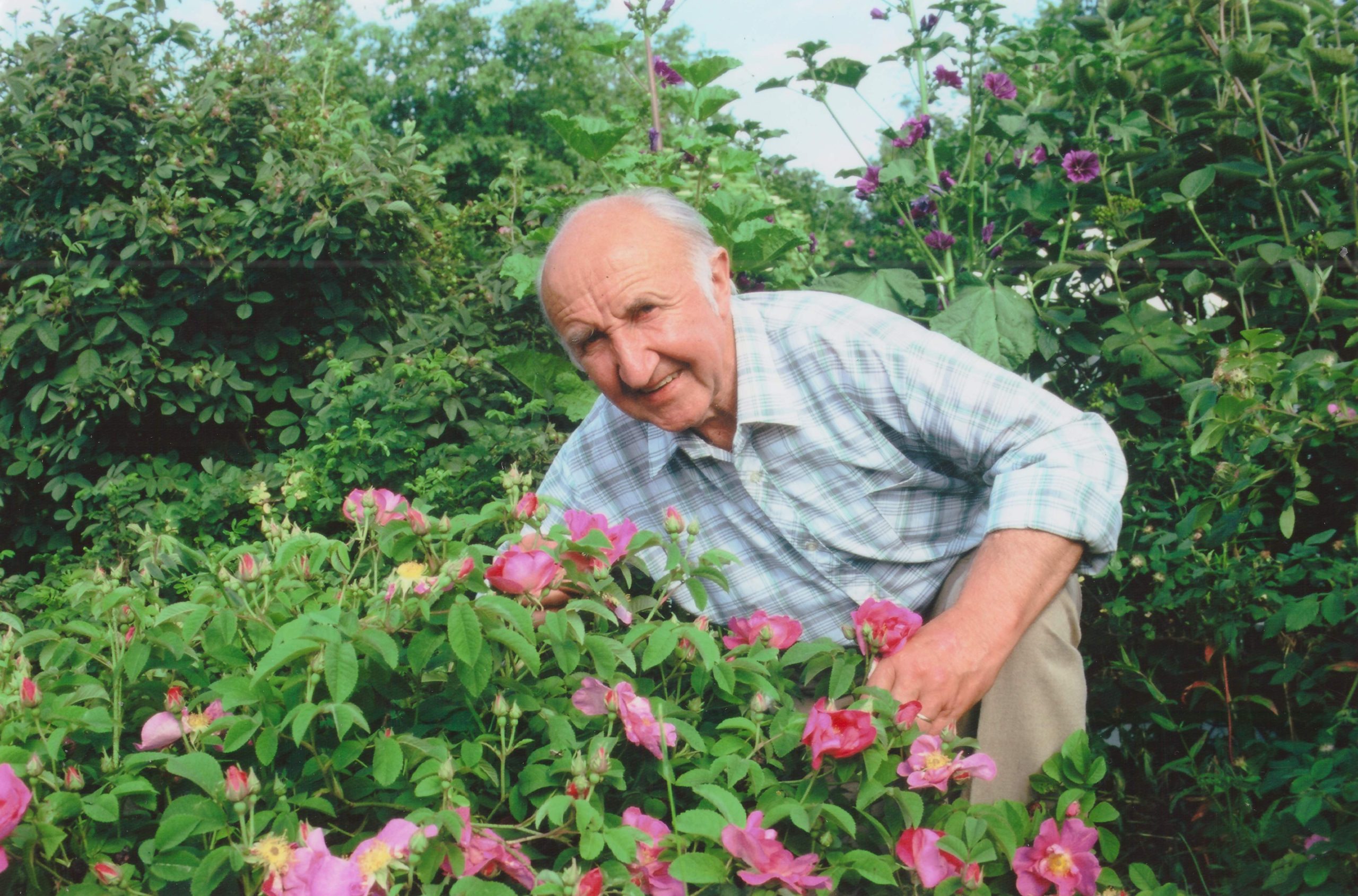 <strong>Ernst Kulpe – ein Pionier der Naturgartenbewegung in der DDR</strong>