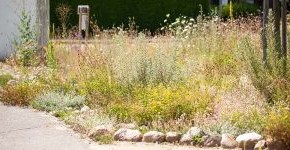 Potenzial von Wild- und Zierpflanzen für Insektenschutz und klimaresiliente Begrünung im urbanen Raum (WiZik)