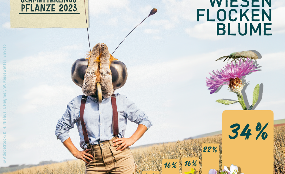 Wiesenflockenblume: Schmetterlingspflanze des Jahres 2023!