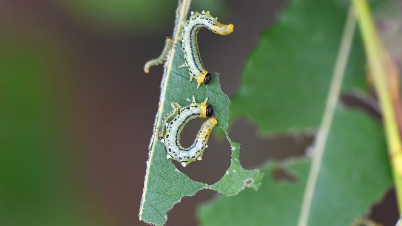 <strong>Klimabäume und Biologische Vielfalt</strong>