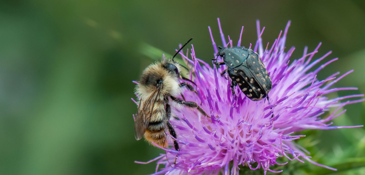 Biodiversität & Klima – Naturgartentage – 6.-9. Februar in Hagen