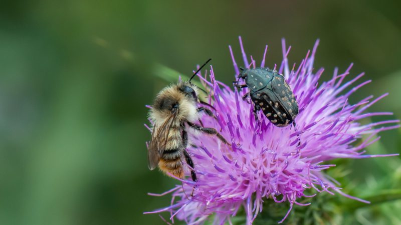 <strong><em>Biodiversität & Klima – Naturgartentage – 6.-9. Februar in Hagen</em></strong>