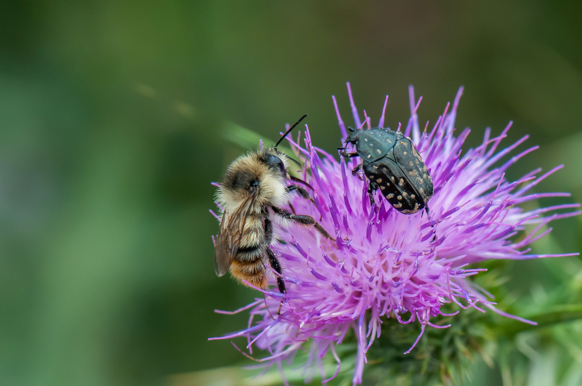 Biodiversität & Klima – Naturgartentage – 6.-9. Februar in Hagen