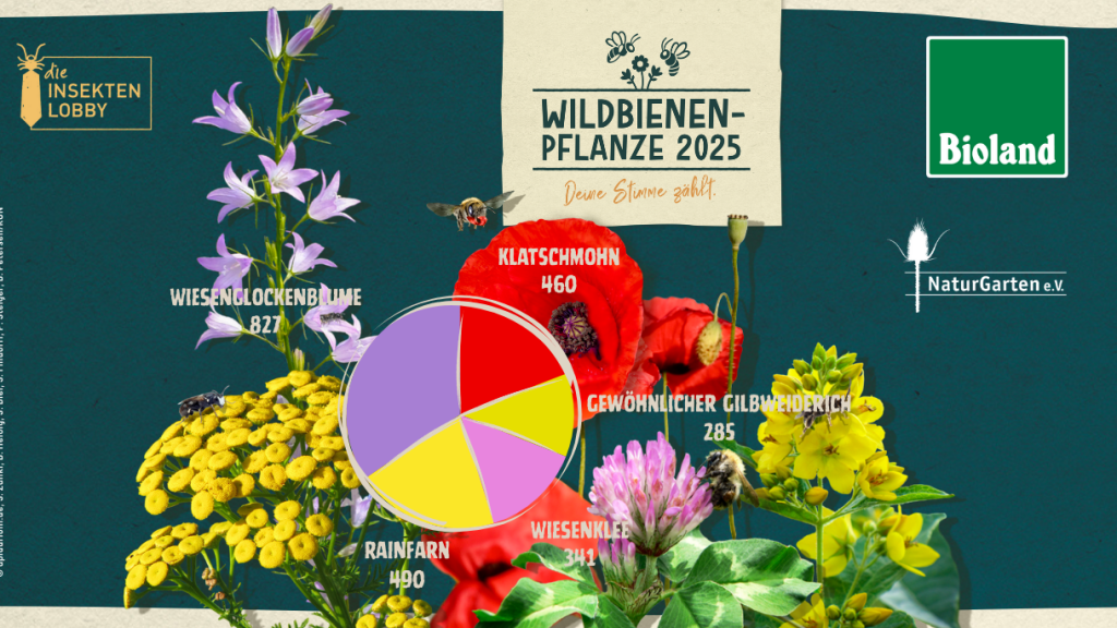 Gewählt: Wiesen-Glockenblume ist Wildbienenpflanze des Jahres 2025