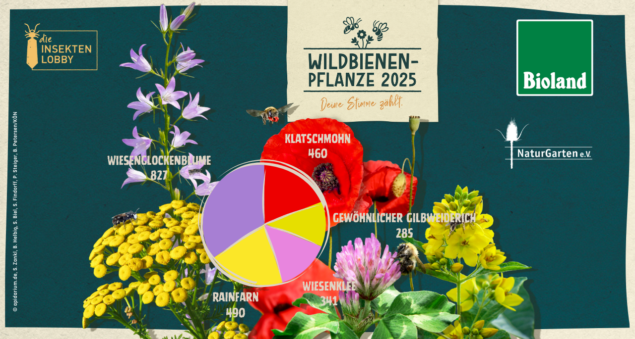 Gewählt: Wiesen-Glockenblume ist Wildbienenpflanze des Jahres 2025