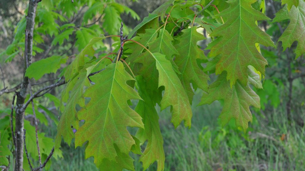 Verwählt: Rot-Eiche, Baum des Jahres 2025