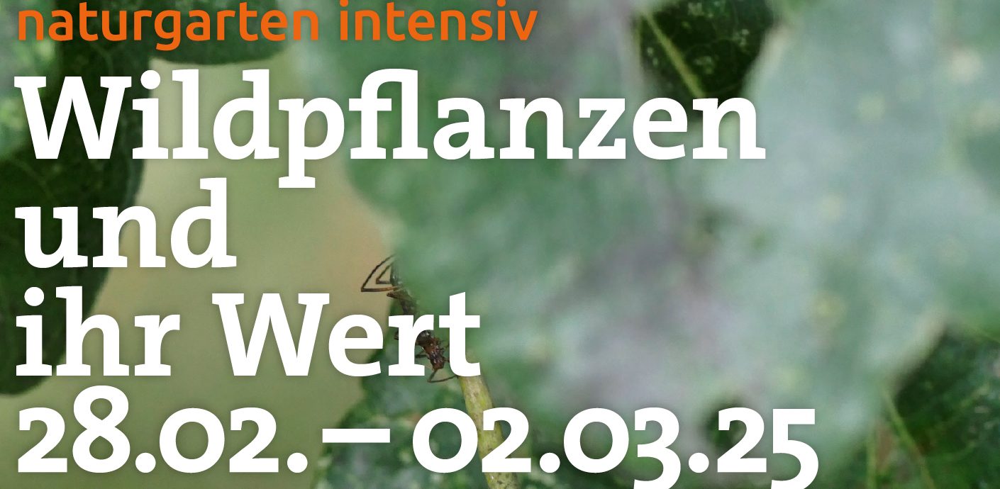 Naturgarten Intensiv vom 28.2. bis 2.3. 2025 Wildpflanzen und ihr Wert