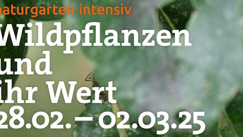 Naturgarten Intensiv vom 28.2. bis 2.3. 2025 Wildpflanzen und ihr Wert